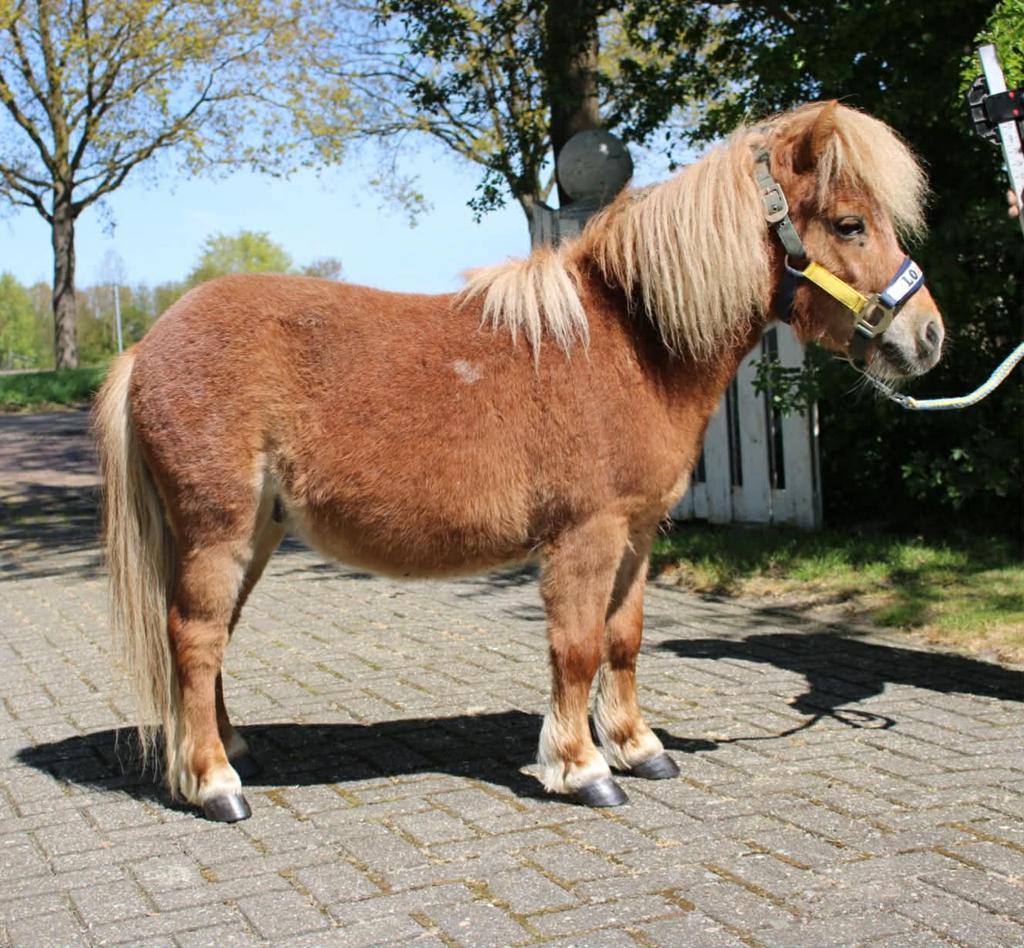 Te koop super leuke en lieve kinder shetlander pony ruin, Dieren en Toebehoren, Pony's, Ruin, A pony (tot 1.17m), Gechipt, 3 tot 6 jaar