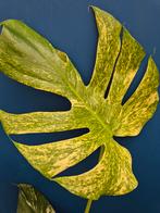 Monstera Mint p17 XXL, Ophalen of Verzenden, Halfschaduw, Minder dan 100 cm