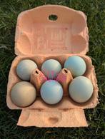 Broedeieren Easter Egger groenlegger olijflegger kippen, Dieren en Toebehoren, Kip