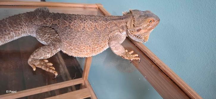 Baardagaam mannetje bijna 2 jaar