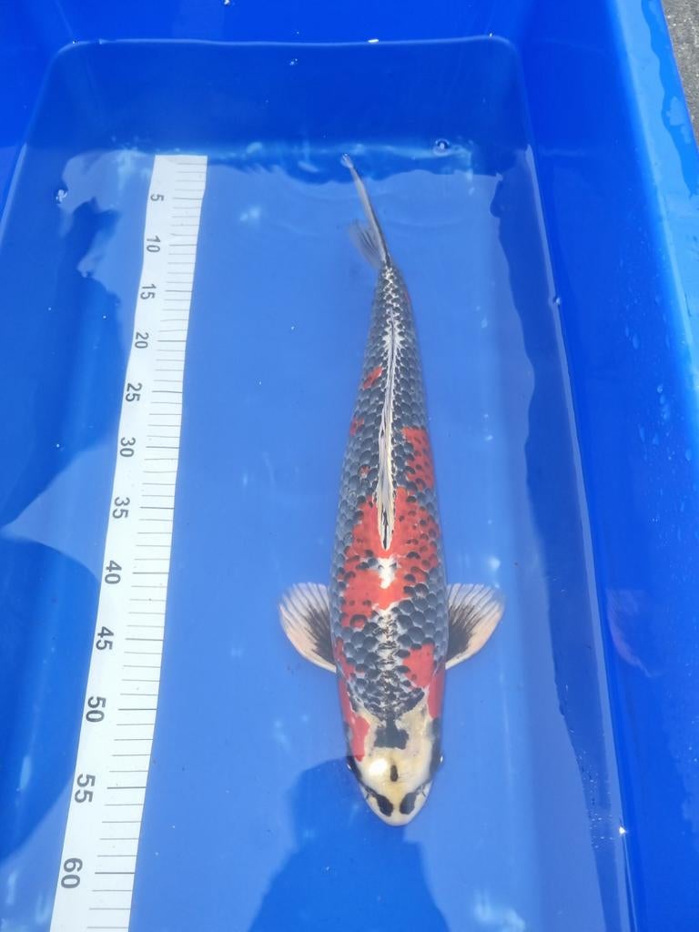Japanse koi goshiki 48 cm +, Dieren en Toebehoren, Vissen | Vijvervissen, Karper of Koi