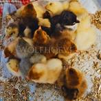 Verschillende kleuren brahma kuikens te koop, Dieren en Toebehoren, Pluimvee, Meerdere dieren, Kip