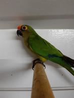 Goudvoorhoofd parkiet man, Dieren en Toebehoren, Mannelijk, Parkiet, Geringd