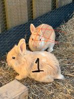De konijntje, Dieren en Toebehoren, Konijnen, Geslacht onbekend, Klein, Hangoor, 0 tot 2 jaar