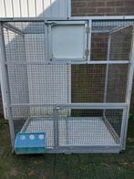 WEER BESCHIKBAAR  MOOIE  VOORHANGREN, Geslacht onbekend, Postduif