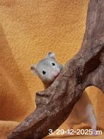 SUPER lieve hamsters!, Hamster, December, Meerdere dieren, Tam