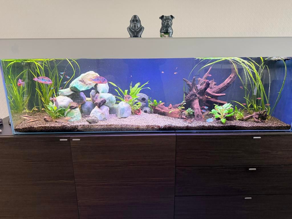 Mooi compleet aquarium 160x50x50, Dieren en Toebehoren, Vissen | Aquaria en Toebehoren, Overige merken, Ophalen, Inclusief vissen