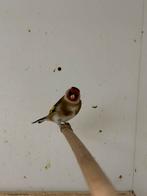 Koppel kleine putters, Meerdere dieren, Wildzangvogel