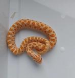 Heterodon nasicus 2025, Dieren en Toebehoren, Reptielen en Amfibieën, Slang, Tam, 0 tot 2 jaar