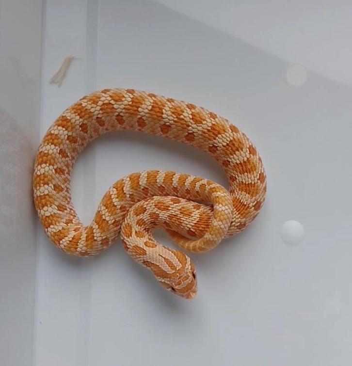 Heterodon nasicus 2025