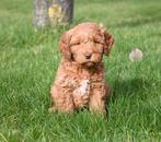 Zeer mooie Australian Labradoodle pups uit geteste ouders, Dieren en Toebehoren, Parvo, Nederland, 8 tot 15 weken, Meerdere