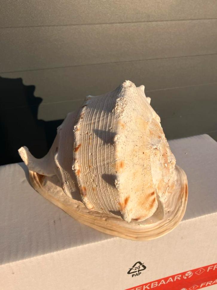 Grote decoratieve zeeschelp, Verzamelen, Overige Verzamelen, Gebruikt, Ophalen of Verzenden