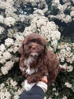 Boompoo pups, boompoo x toy poedel, Dieren en Toebehoren, Parvo, Nederland, Overige rassen, 8 tot 15 weken