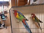 3 Rosellas, Dieren en Toebehoren, Vogels | Parkieten en Papegaaien, Meerdere dieren, Parkiet
