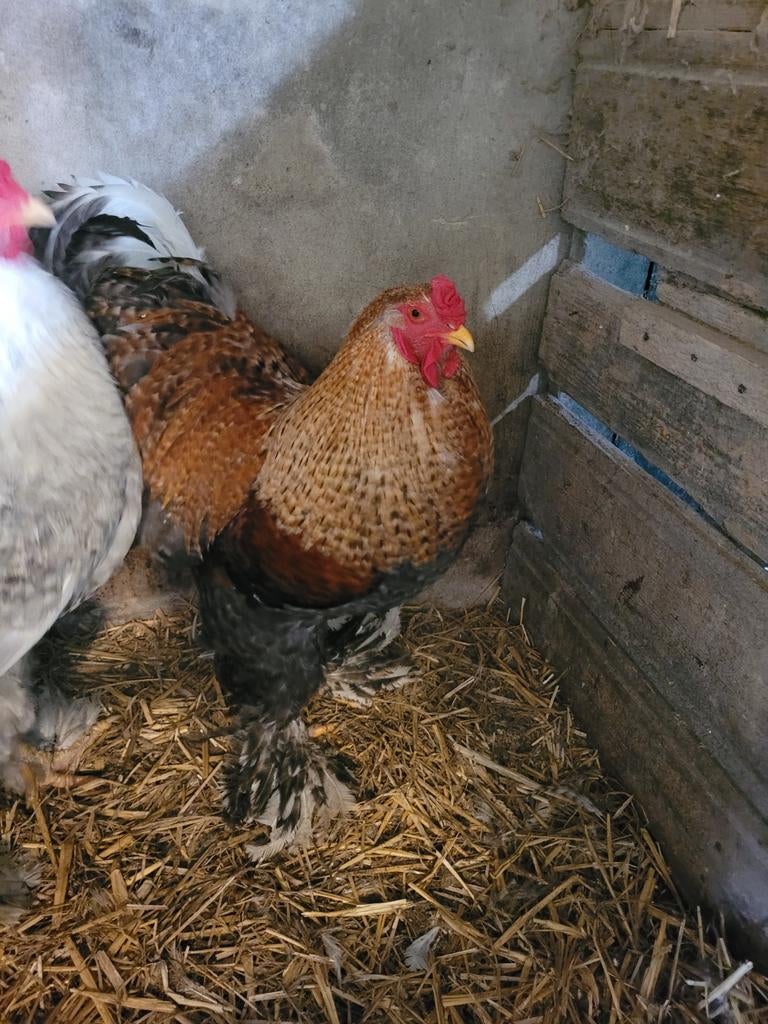 Brahma hanen, Dieren en Toebehoren, Mannelijk, Kip