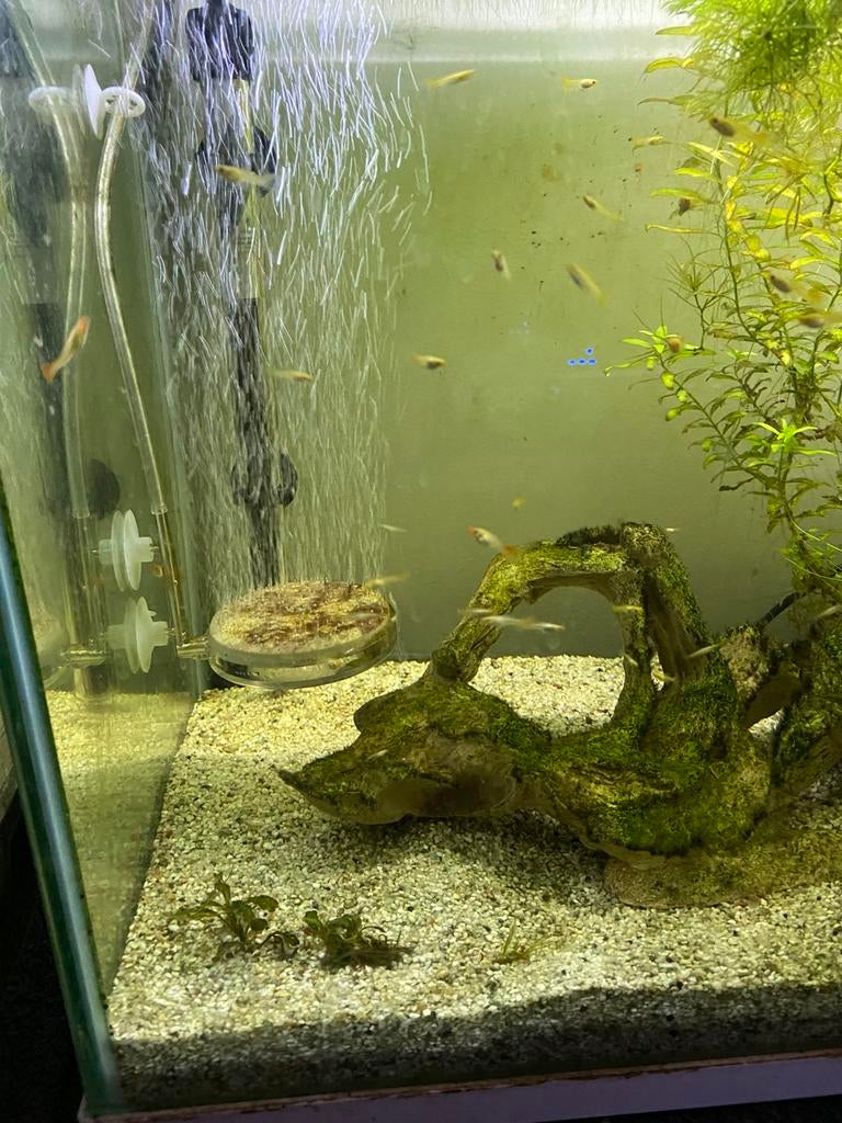Guppy’s Neon golden Red, Vis, Zoetwatervis