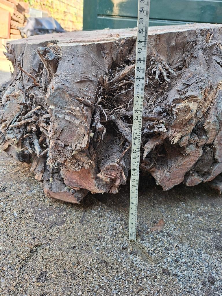 Taxus stam wortelaanzet en stambasis, Ophalen, Bloeit niet, Halfschaduw, Overige soorten