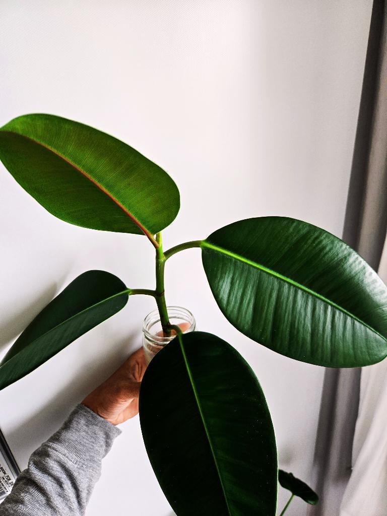 Ficus Elastica, Ficus, Minder dan 100 cm, Groene kamerplant, Halfschaduw