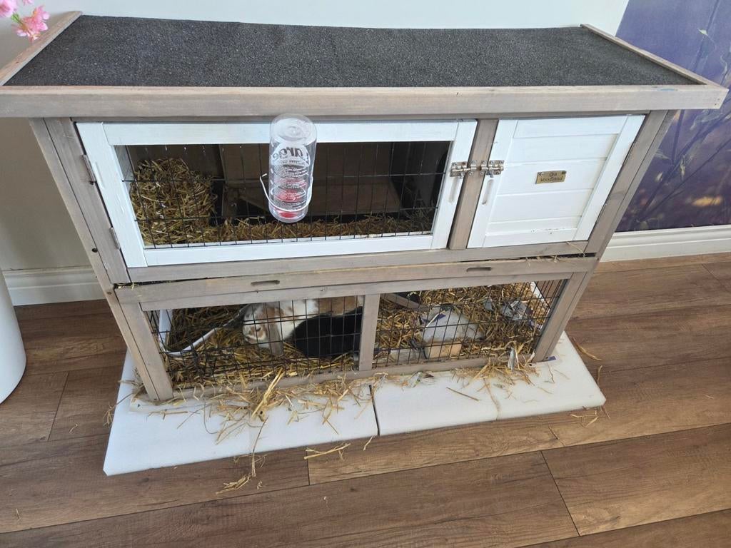 Konijnenhok, Vrouwelijk, Groot, 3 tot 5 jaar