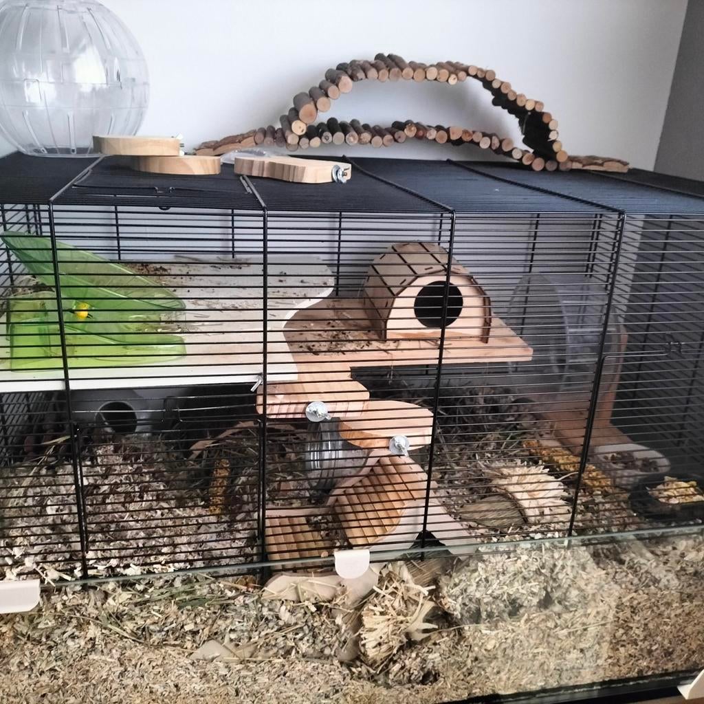 Hamster hok met veel accessoires. GRATIS, Minder dan 60 cm, Minder dan 75 cm, Ophalen of Verzenden, Hok