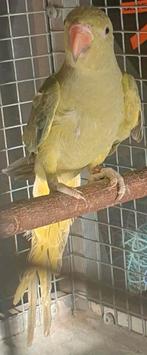 Halsbandparkiet, Dieren en Toebehoren, Vogels | Parkieten en Papegaaien, Mannelijk, Parkiet, Geringd
