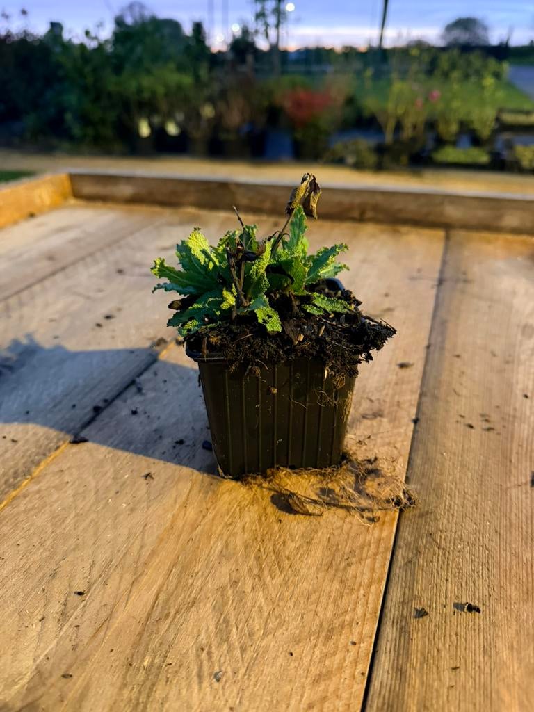 Salvia nemorosa ‘Ostfriesland’, Ophalen of Verzenden