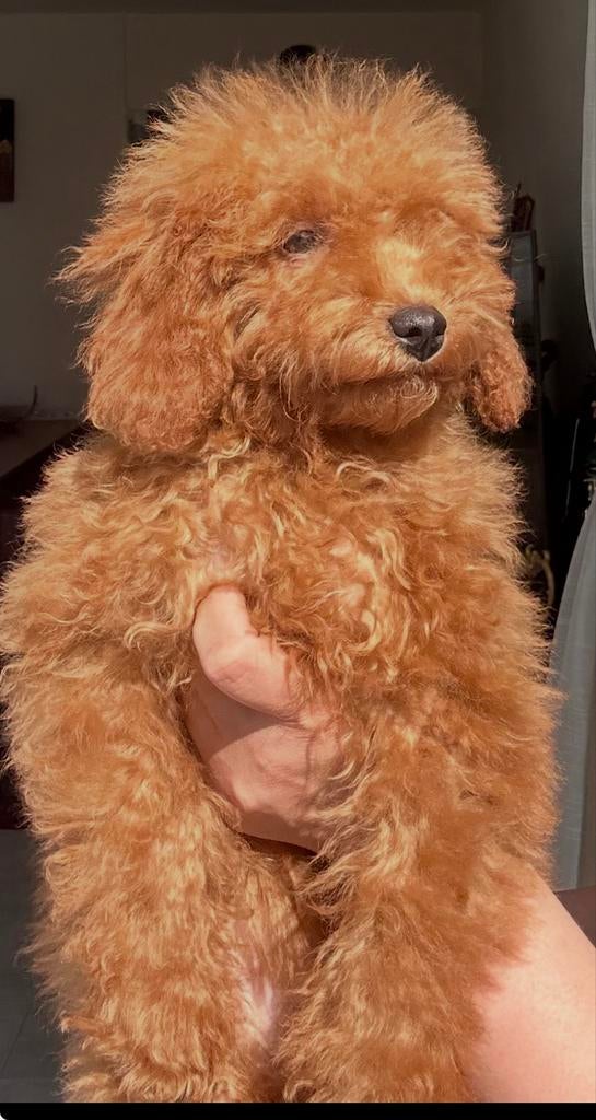 Prachtig toypoedel puppy teefje, Dieren en Toebehoren, Honden | Chihuahua's en Gezelschapshonden, Poedel, Parvo, Particulier, 15 weken tot 1 jaar