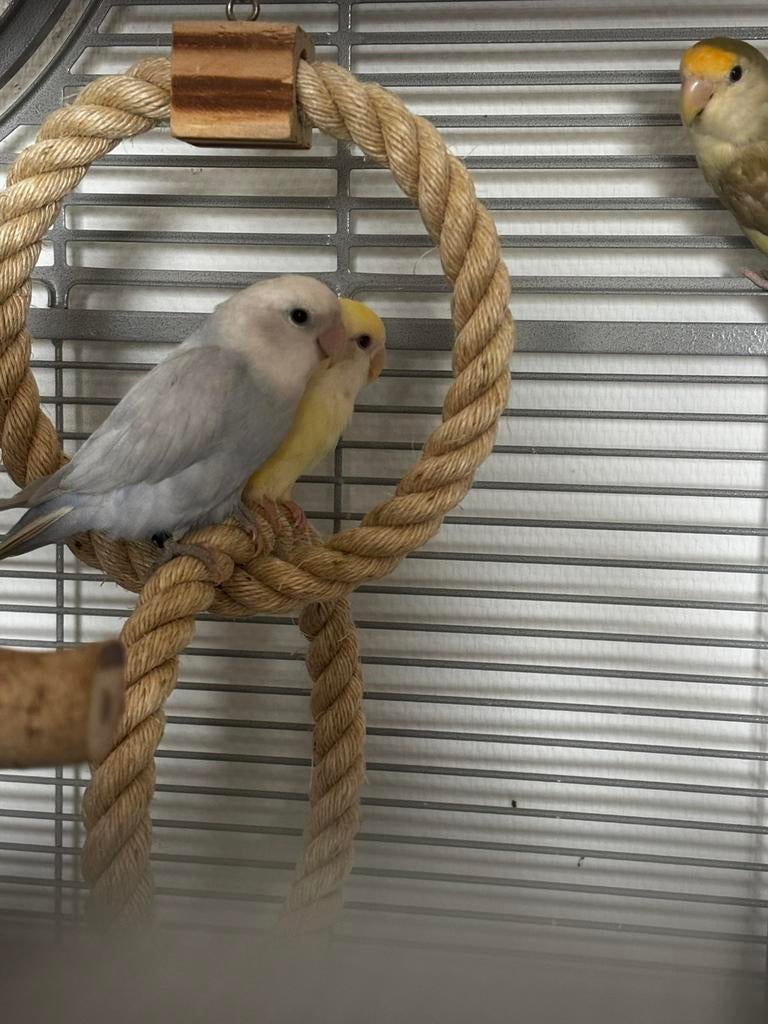 Agapornis roseicollis, Meerdere dieren, Geringd