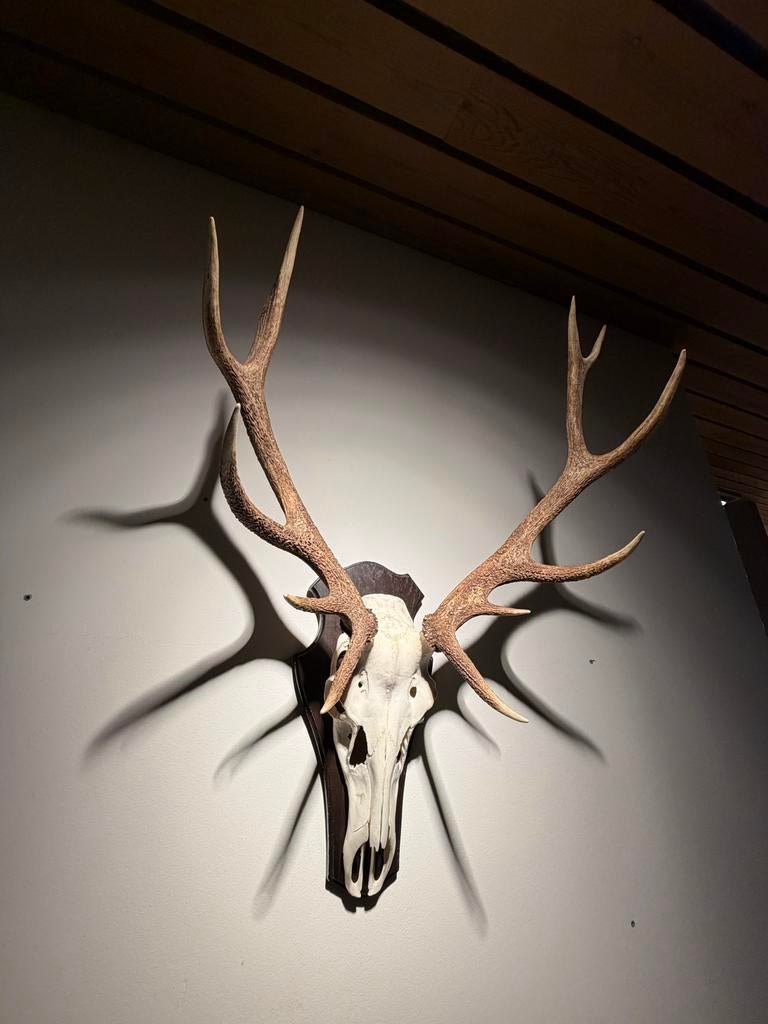 Indrukwekkend Hertengewei 12-ender op Schild, Ophalen, Gebruikt, Hert, Gewei of Kop