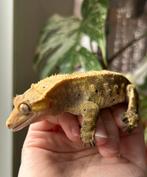 Wimpergekko tricolor harlequin dalmation man, Hagedis, Tam, 0 tot 2 jaar