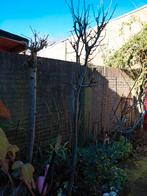 Perenboom Conference 6 jaar, Tuin en Terras, Planten | Bomen, Ophalen