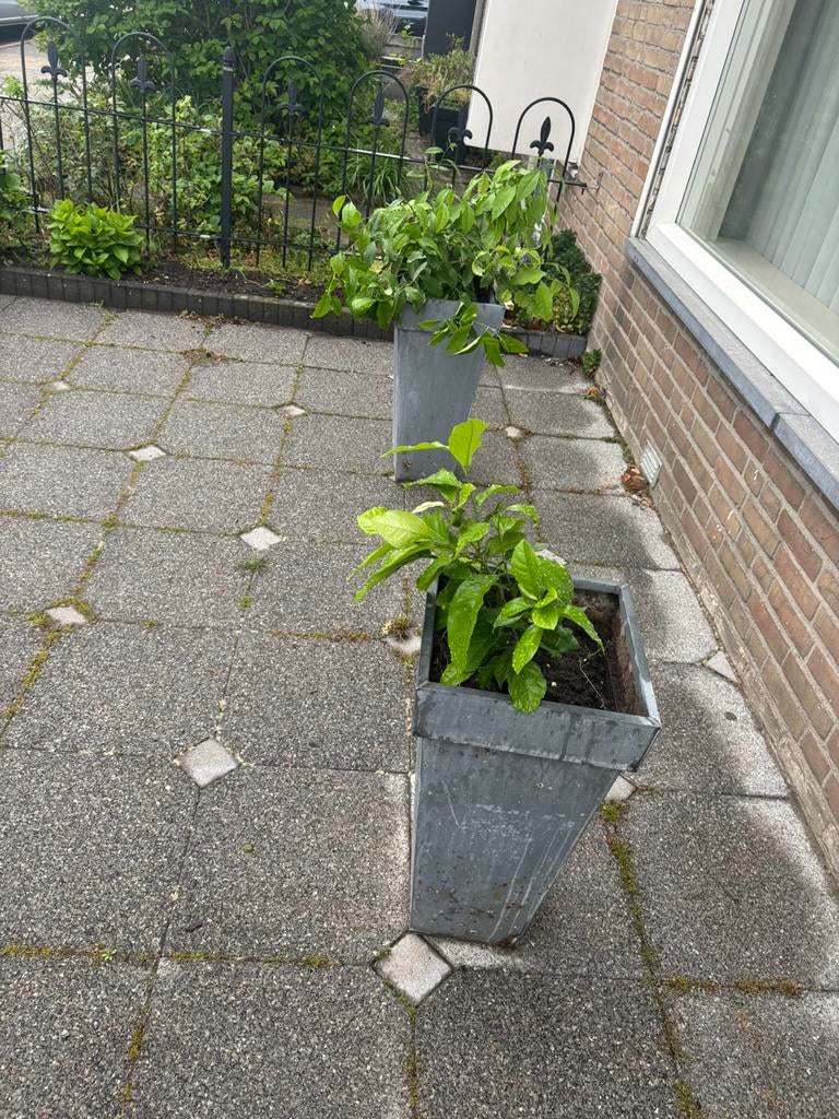 Citroen plant gratis ophalen, Tuin en Terras, Bloembakken en Plantenbakken, Ophalen, Gebruikt, Rond, Minder dan 30 cm