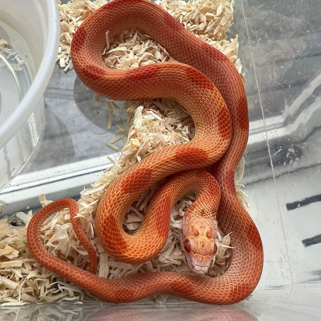 rattenslangen en haakneusjes, Dieren en Toebehoren, Reptielen en Amfibieën, Slang, 0 tot 2 jaar