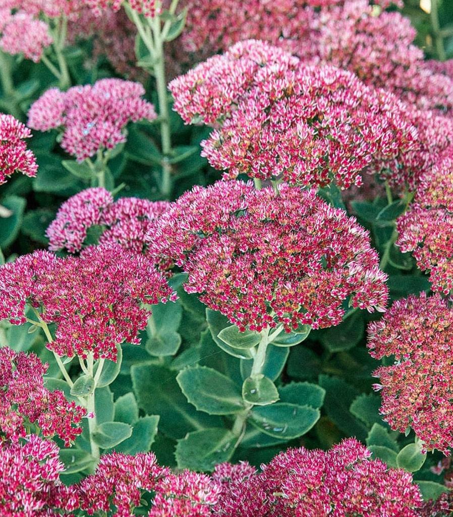 SEDUM Hemelsleutel Herbstfreunde uit Biologische (moes)tuin, Tuin en Terras, Vaste plant, Halfschaduw, Zomer, Ophalen