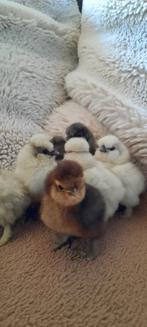 Paaskuikens USA zijdehoen kuikentjes knuffelkipjes silkies, Dieren en Toebehoren, Pluimvee, Geslacht onbekend, Kip