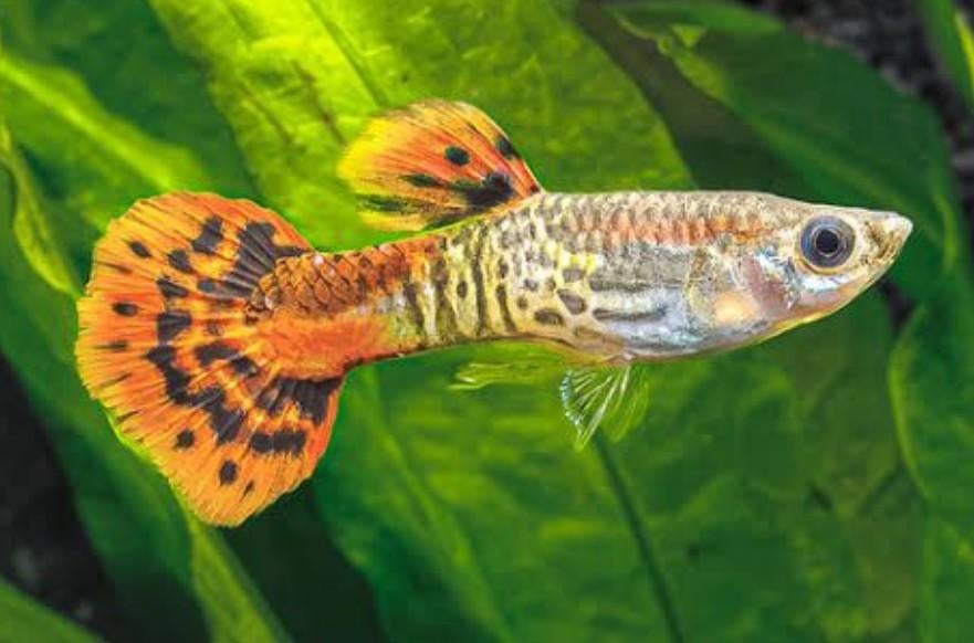Jonge Snakeskin Guppy’s te koop – Mooie mix kleuren, Vis, Zoetwatervis, Schoolvis