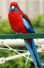 Penant rosella pop gevraagd, Dieren en Toebehoren, Vogels | Parkieten en Papegaaien, Vrouwelijk, Parkiet