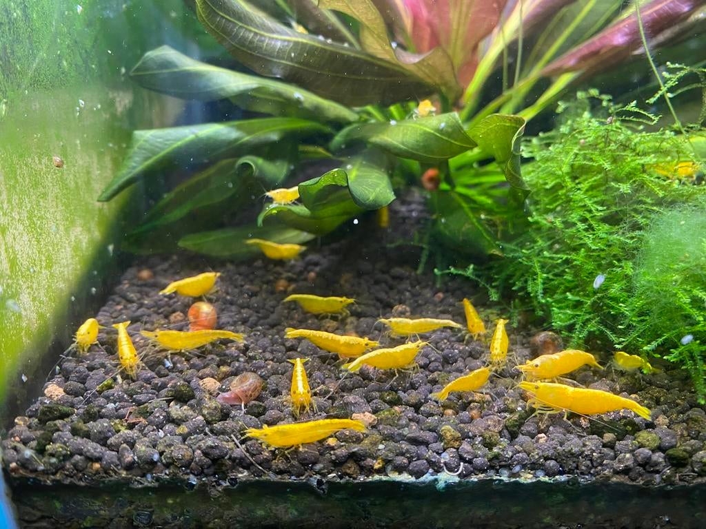 Yellow Fire Neon Backline | Gele garnalen Neocaridina, Kreeft, Krab of Garnaal, Zoetwatervis