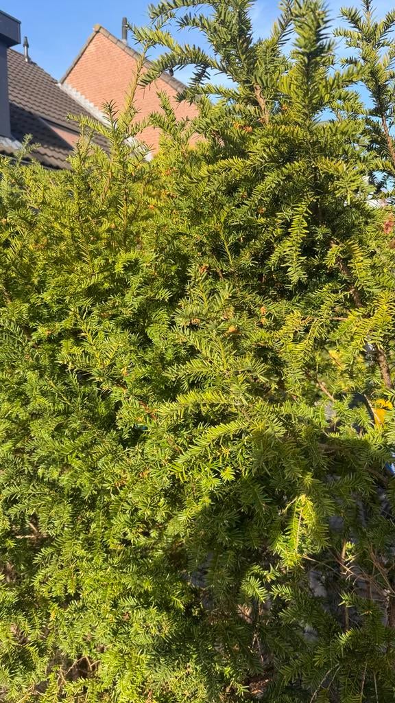 8 Taxusplanten van 180 cm, Vaste plant, Bloeit niet, Halfschaduw, Ophalen