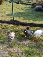 Ik verkoop jonge Araucana-kippen, Dieren en Toebehoren, Pluimvee, Vrouwelijk, Kip