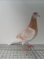 Kleurpostduif kleurpostduiven postduif, Dieren en Toebehoren, Mannelijk, Postduif