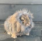 1 lief konijntje te koop €15.-, Dieren en Toebehoren, Konijnen, Mannelijk