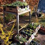 de Zonnehoed • duurzaam gekweekte tuinplanten, Tuin en Terras, Ophalen, Vaste plant, Overige soorten