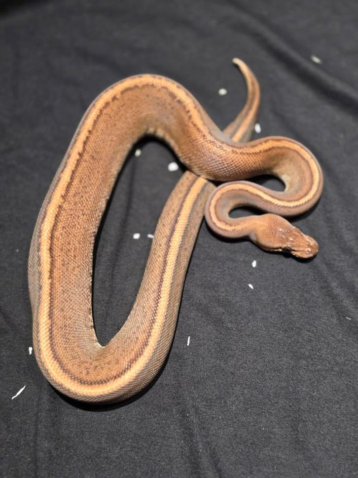 1.0 stranger pinstripe het ultramel ball python Ball Python - male for sale from martijn