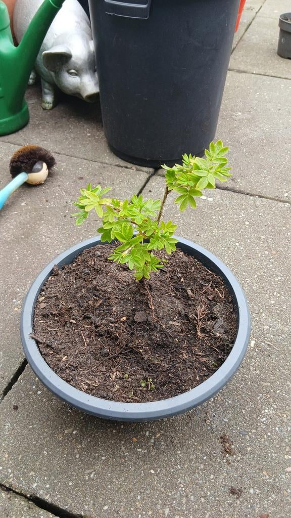 Struikganzerik (Potentilla Fruticosa) - Jonge Plant, Volle zon, Vaste plant, Zomer, Ophalen