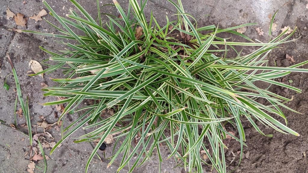 Carex morrowii variegata, Tuin en Terras, Planten | Tuinplanten, Ophalen, Siergrassen, Halfschaduw