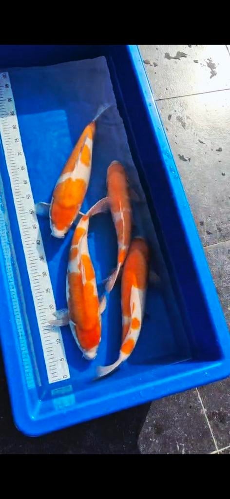 Matsue Kohaku !!, Karper of Koi