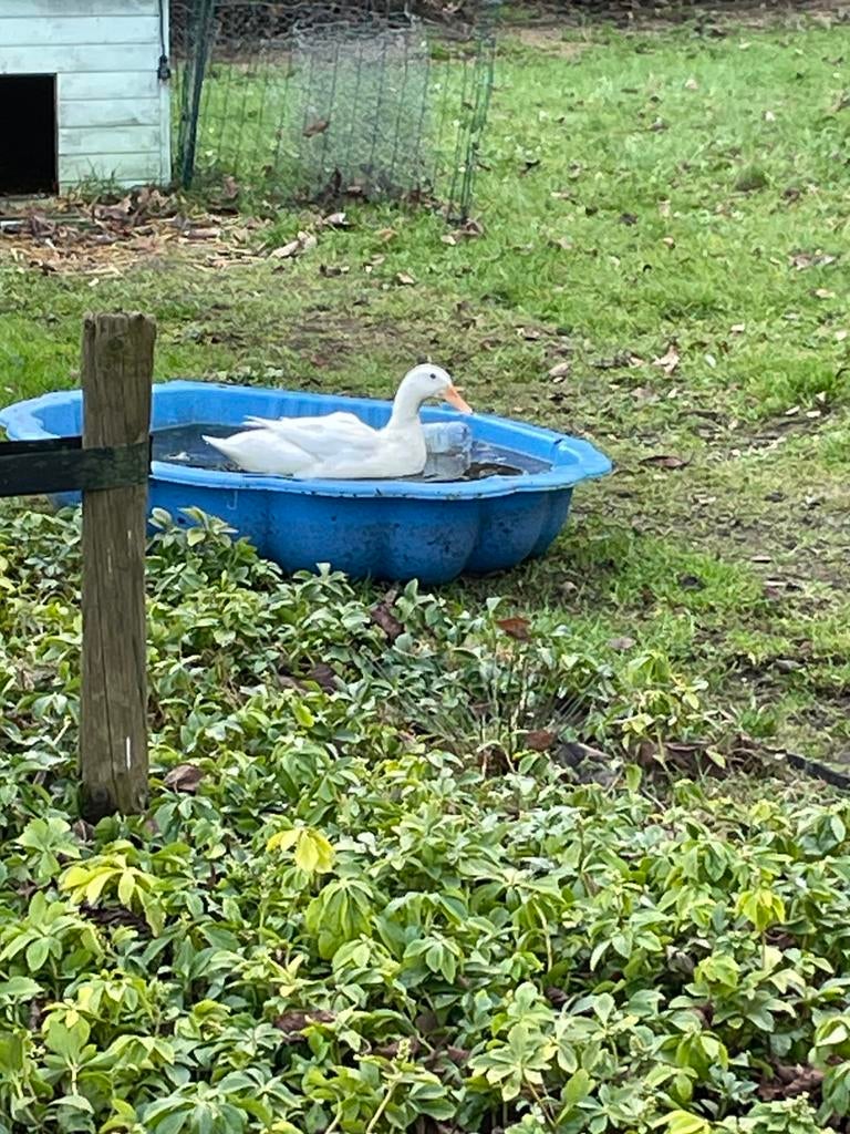 Gezocht: loopeend vrouwtje, Vrouwelijk, Eend