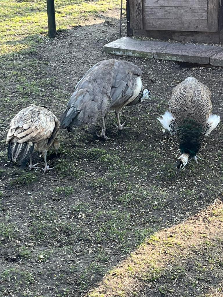 Pauwen haan, Dieren en Toebehoren, Pluimvee, Mannelijk, Overige soorten