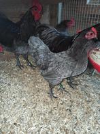 Australorp blauw trio, Dieren en Toebehoren, Pluimvee, Meerdere dieren, Kip